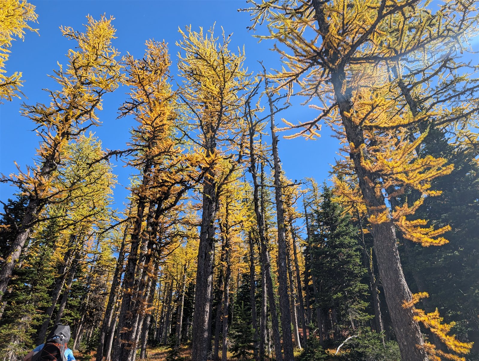 Golden larch branches against a clear blue sky