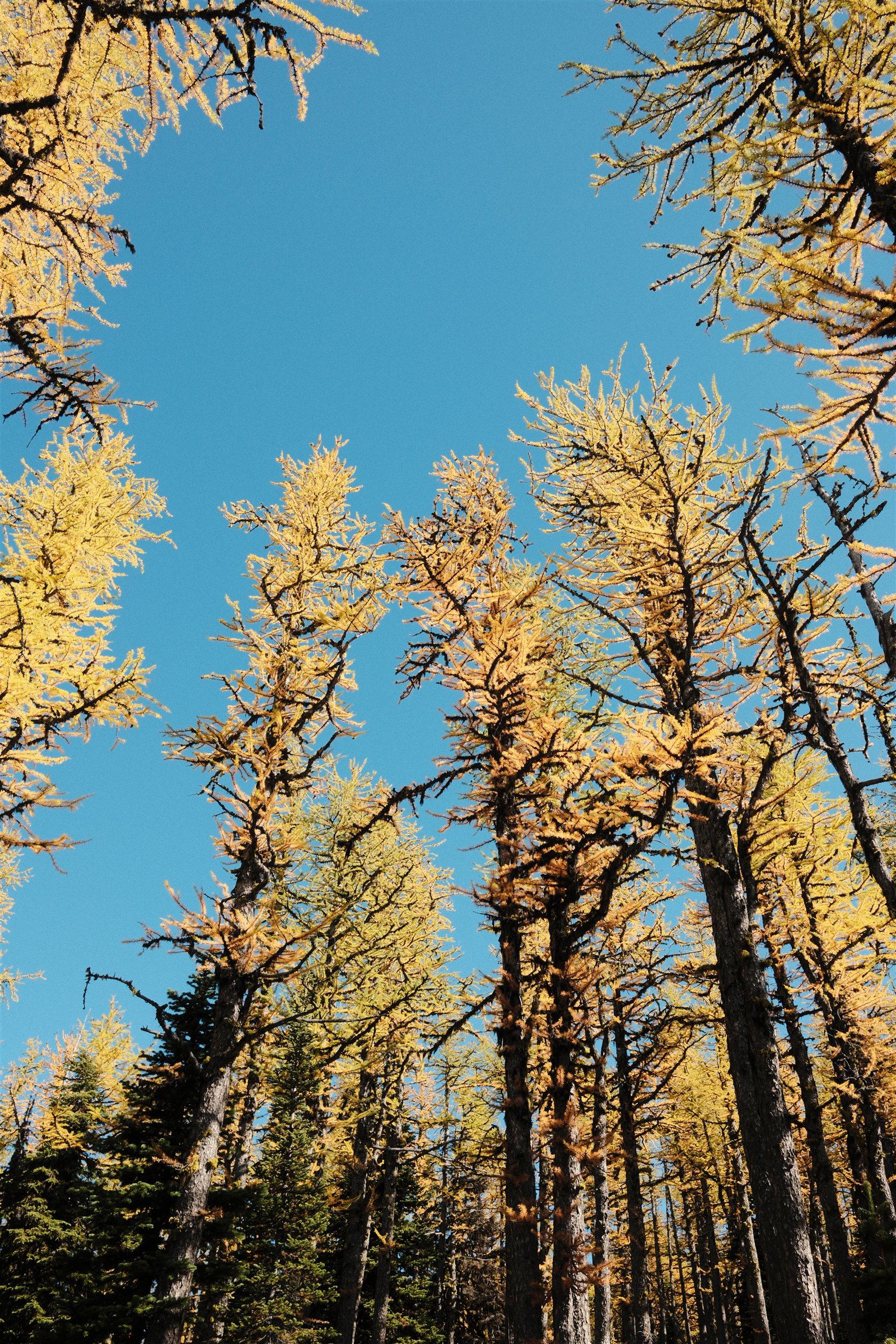 Looking up through tall golden larches framing an open patch of blue sky