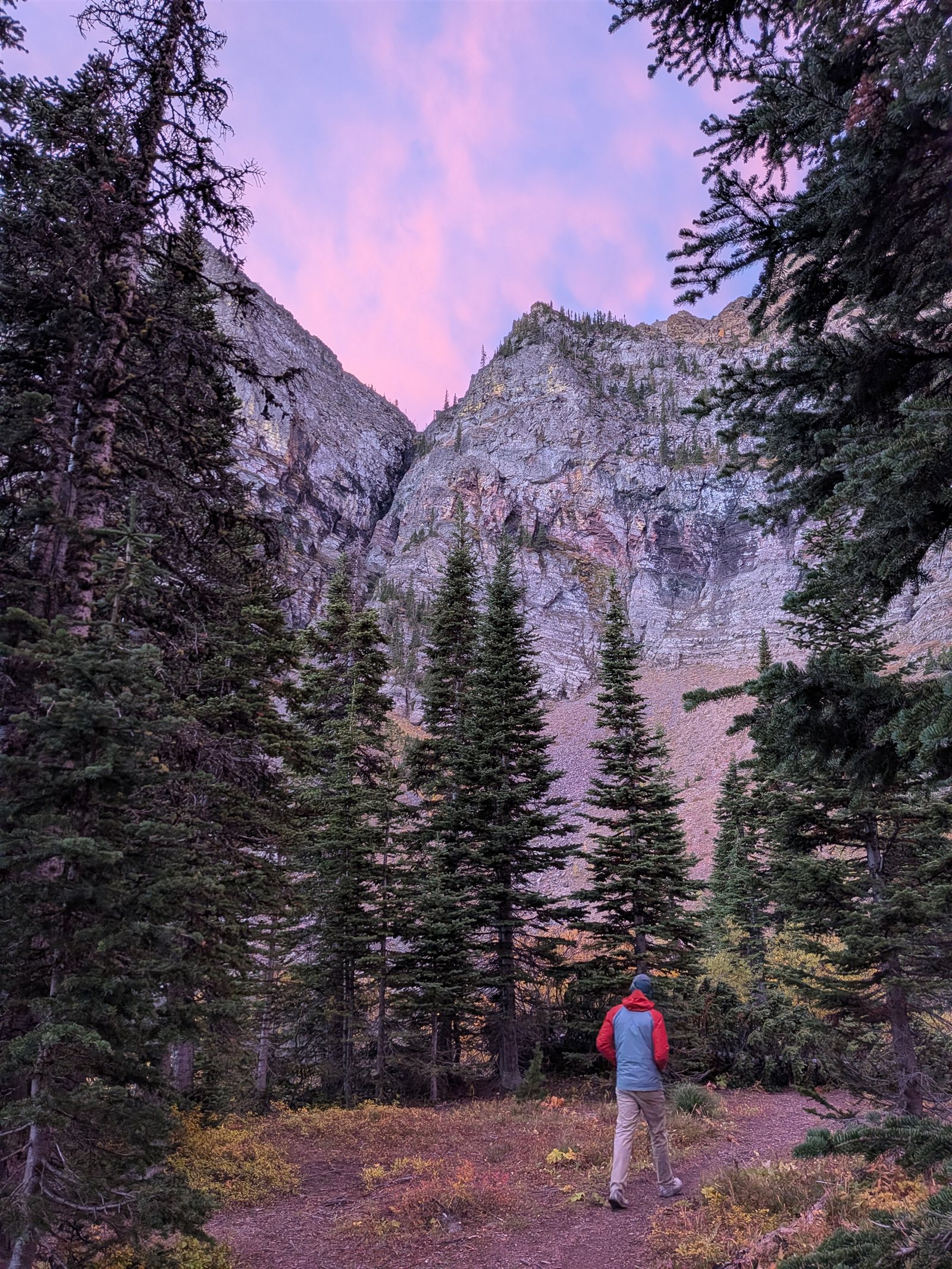 A person standing on a rock among evergreens below mountain cliffs and a pink sky
